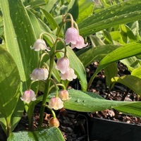 Convallaria majalis var. rosea